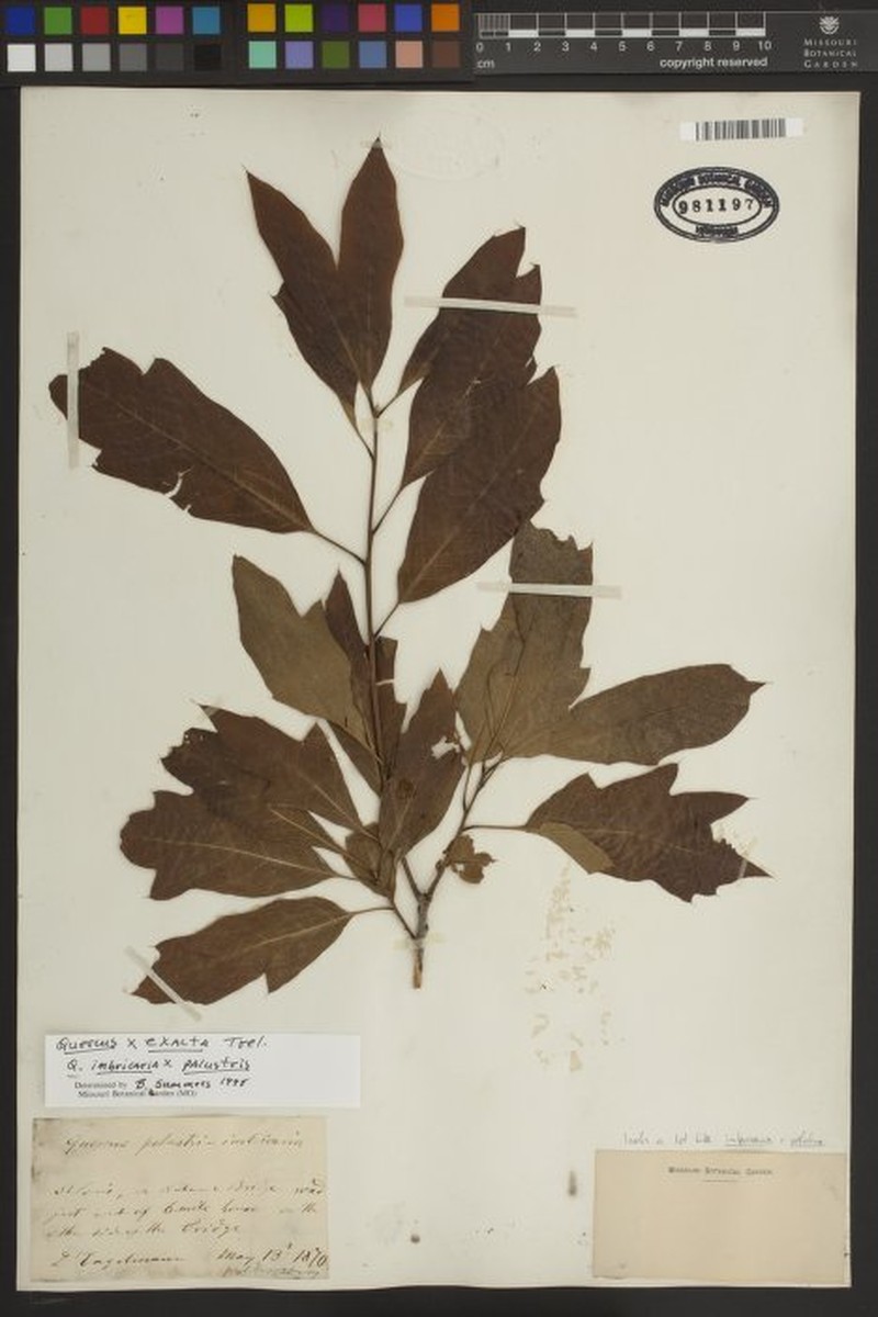 hybrid oak photo 4