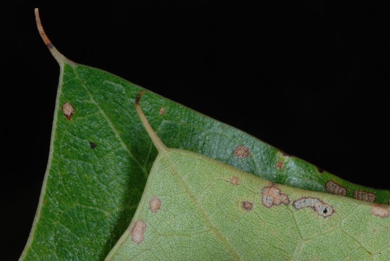 hybrid oak