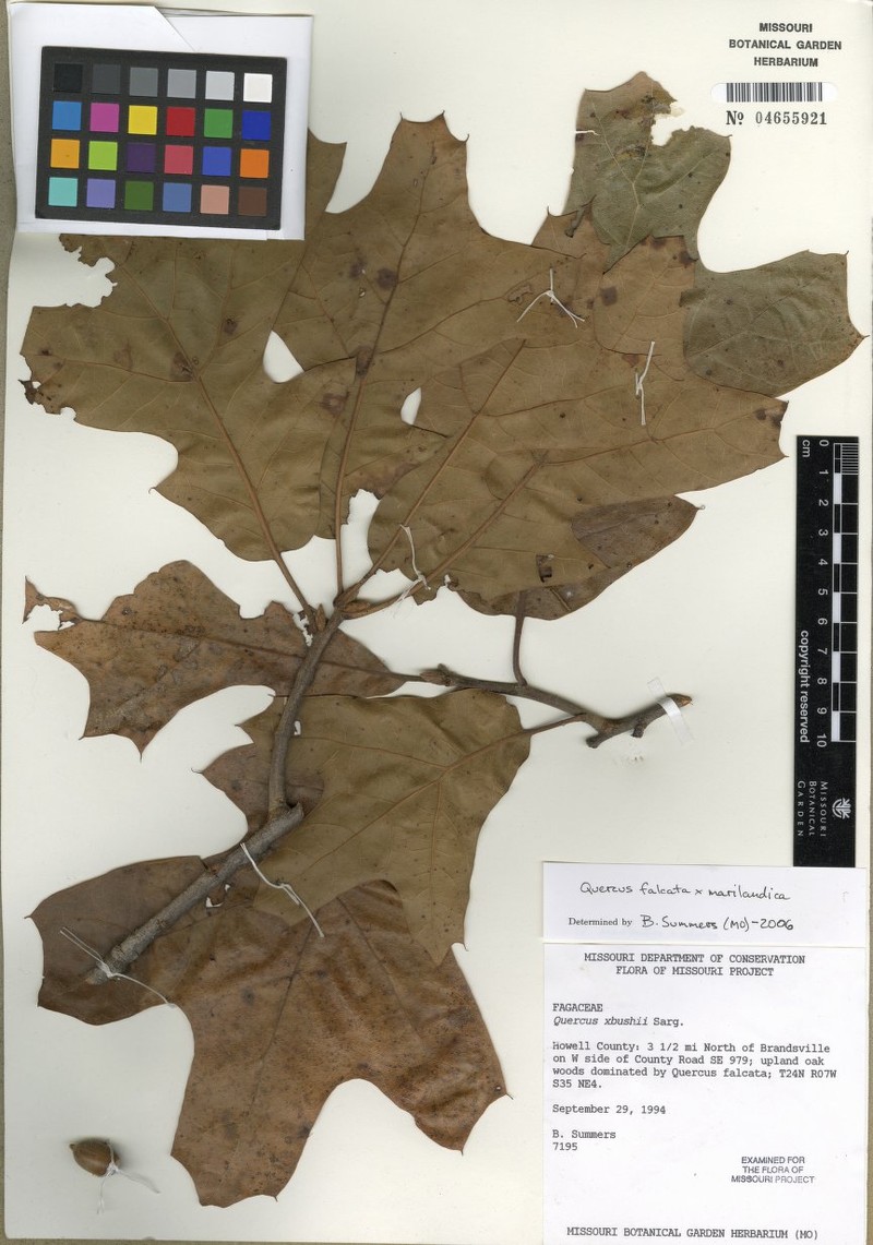 hybrid oak photo 4