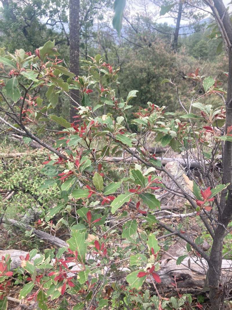 hybrid oak photo 2