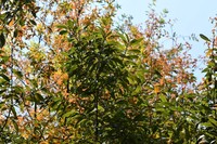 Quercus acatenangensis