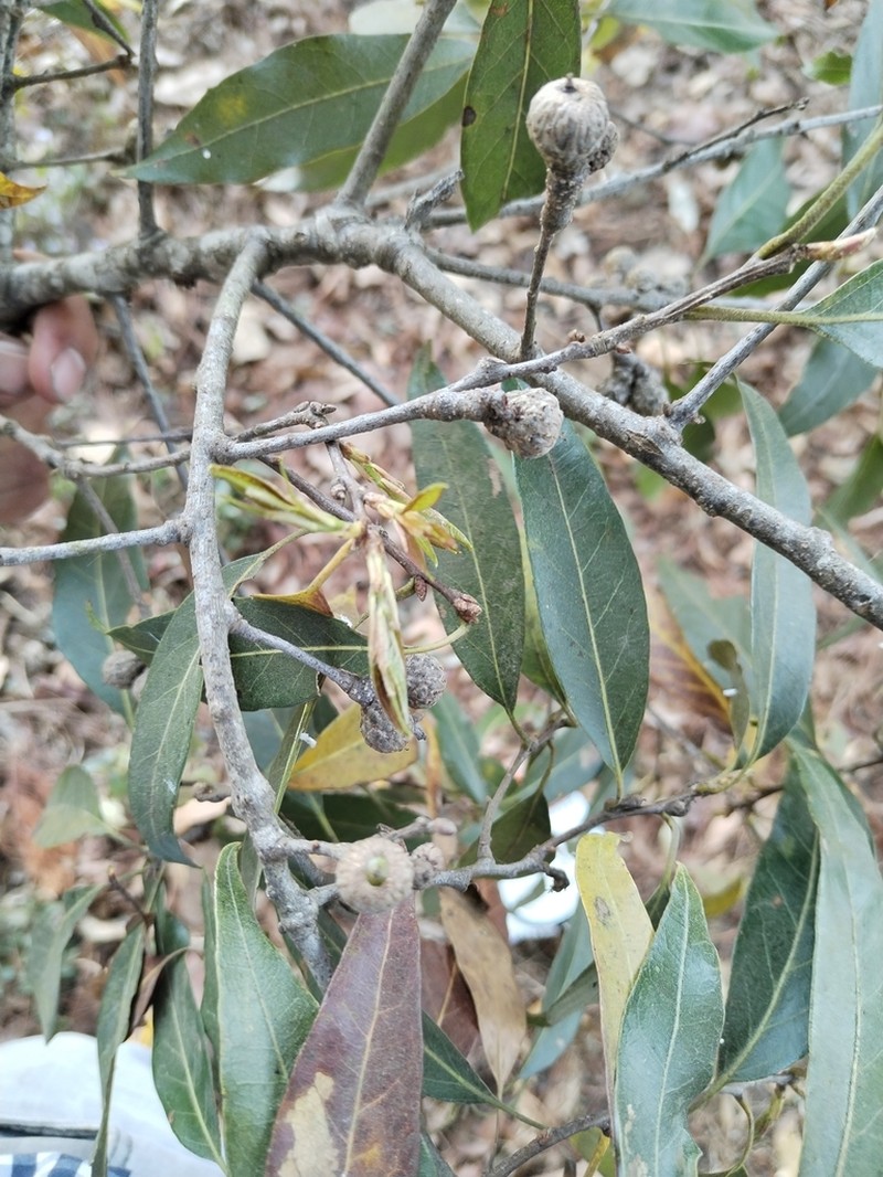 Quercus acatenangensis photo 2