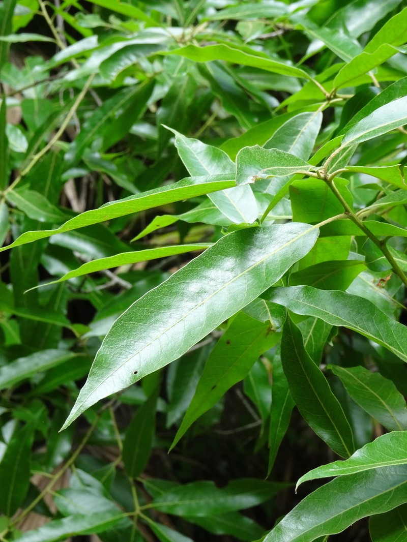 Quercus acatenangensis photo 3