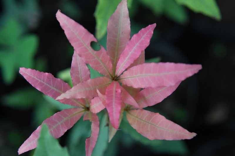 Quercus acatenangensis photo 4
