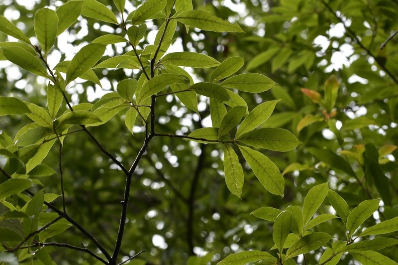 Quercus acatenangensis photo 5