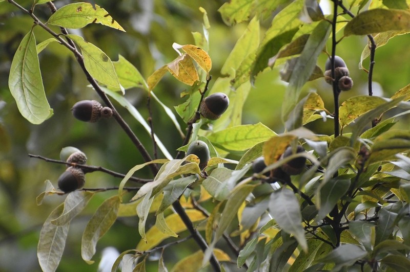Quercus acatenangensis photo 6
