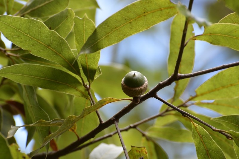 Quercus acatenangensis photo 7