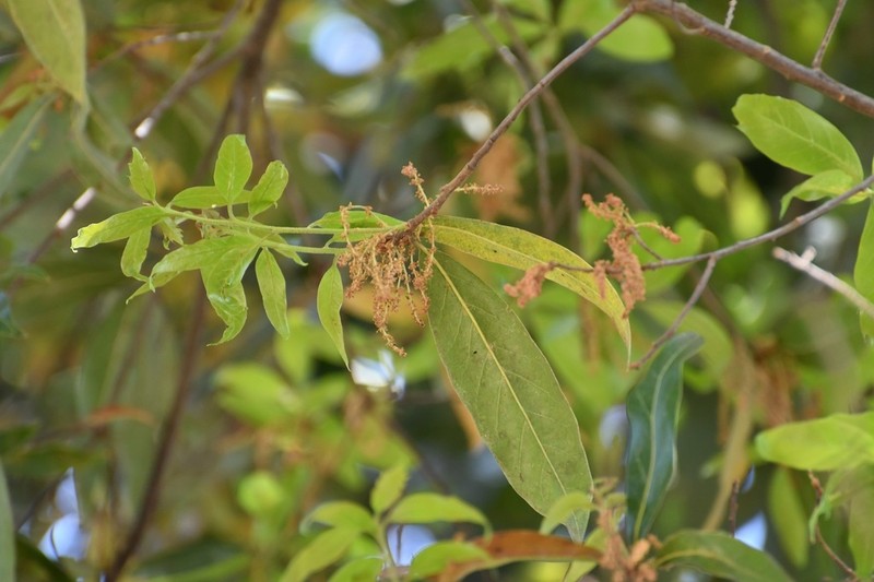 Quercus acatenangensis photo 8