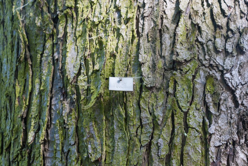 Mapleleaf Oak photo 2