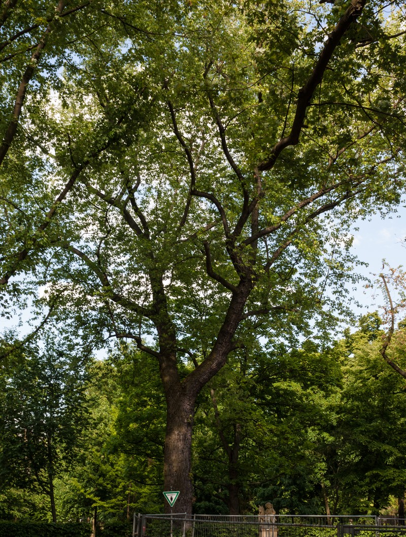 Mapleleaf Oak photo 3