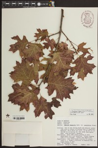 Mapleleaf Oak