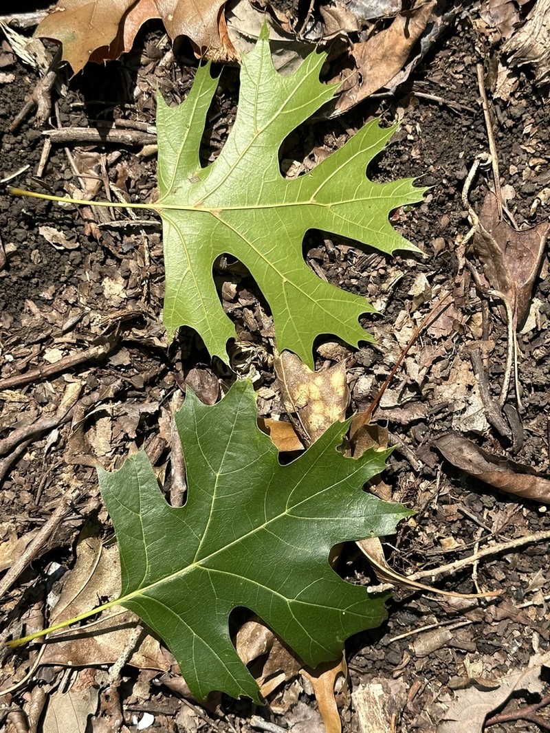 Mapleleaf Oak photo 3