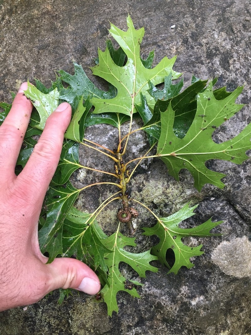 Mapleleaf Oak photo 4