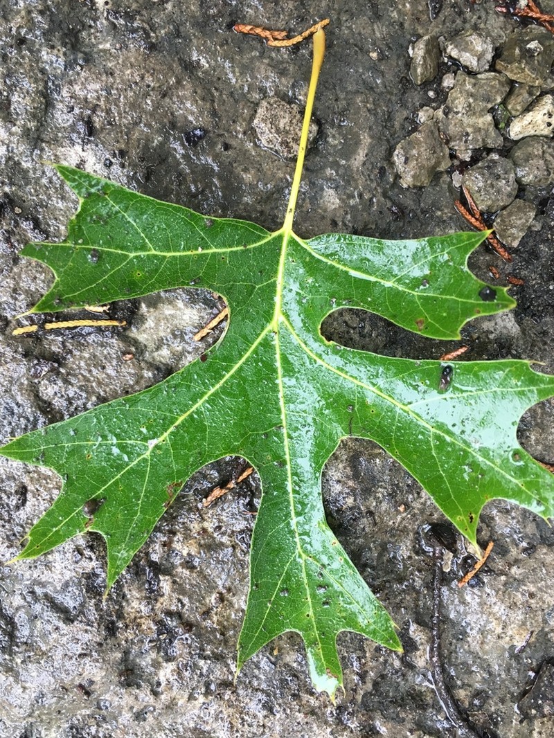 Mapleleaf Oak photo 5