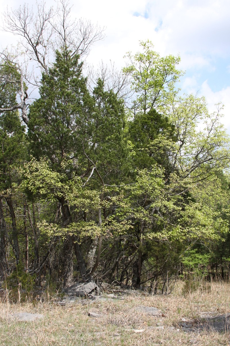 Mapleleaf Oak photo 6