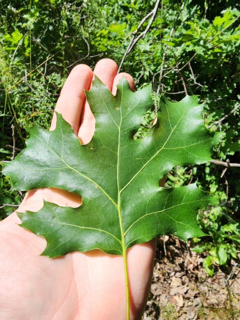 Mapleleaf Oak photo 7