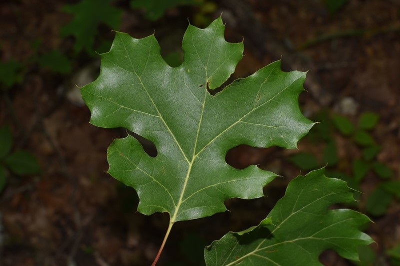 Mapleleaf Oak photo 8