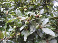 Quercus acherdophylla