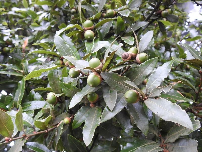 Quercus acherdophylla