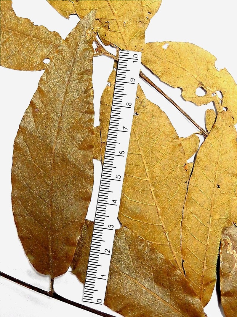 Quercus acherdophylla photo 2