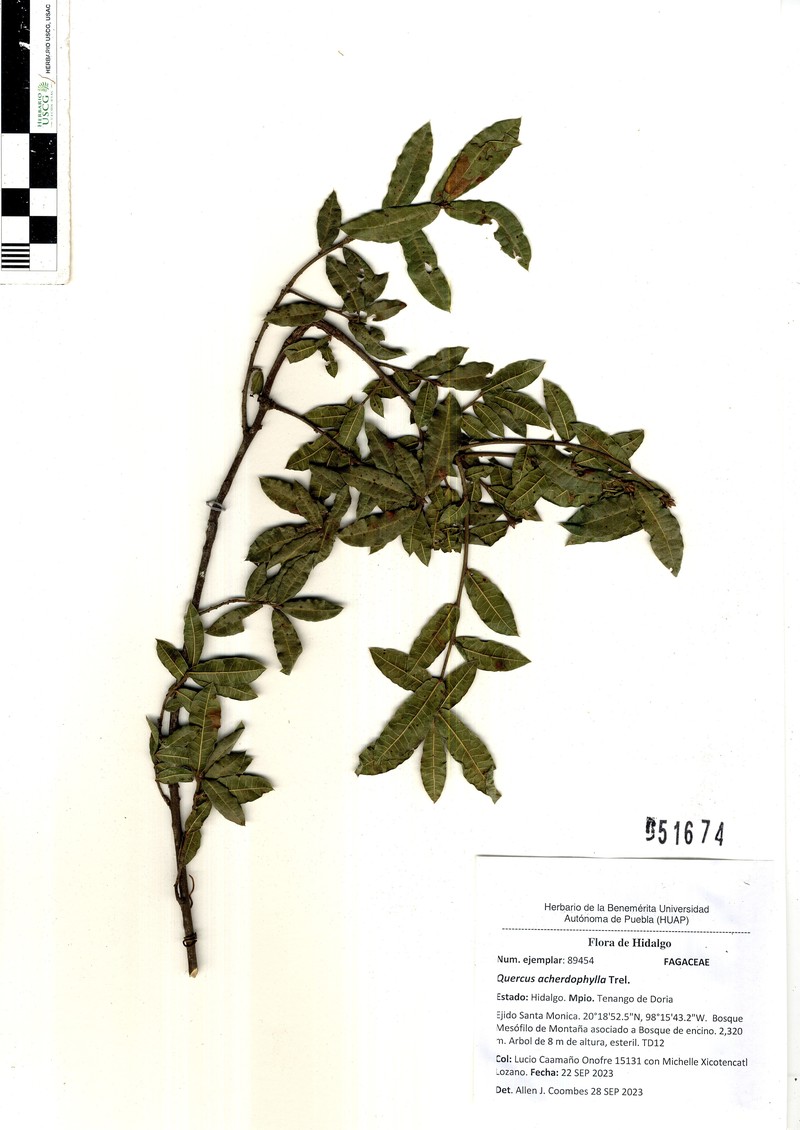 Quercus acherdophylla photo 3