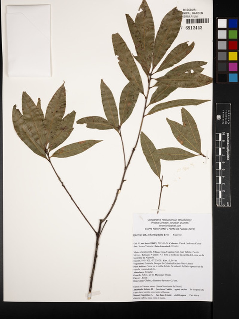 Quercus acherdophylla photo 4