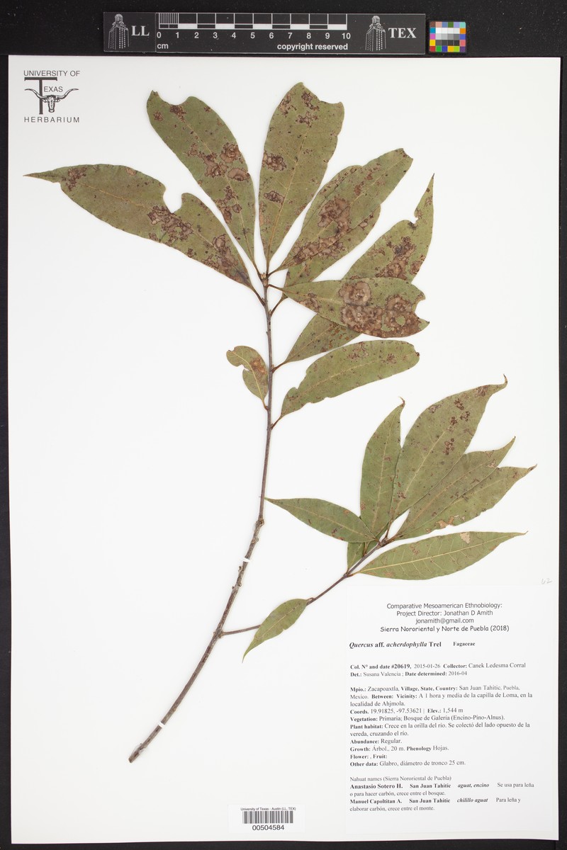 Quercus acherdophylla photo 5