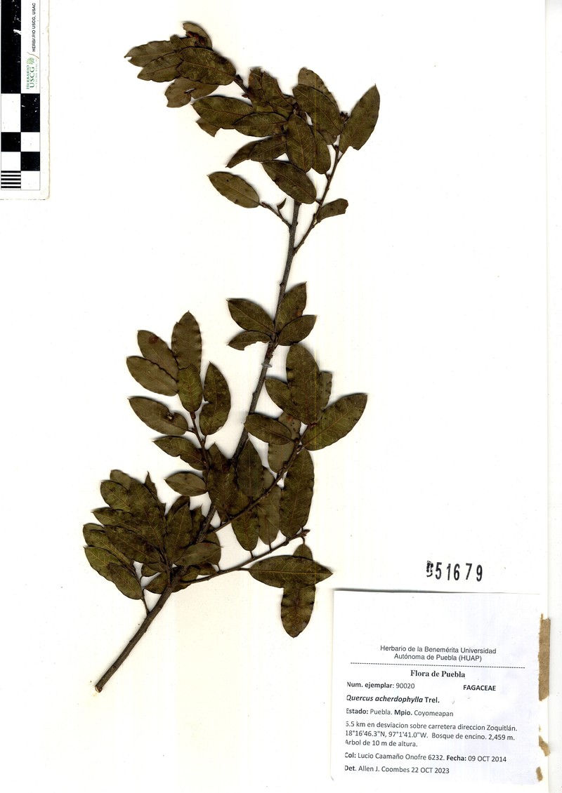 Quercus acherdophylla photo 6