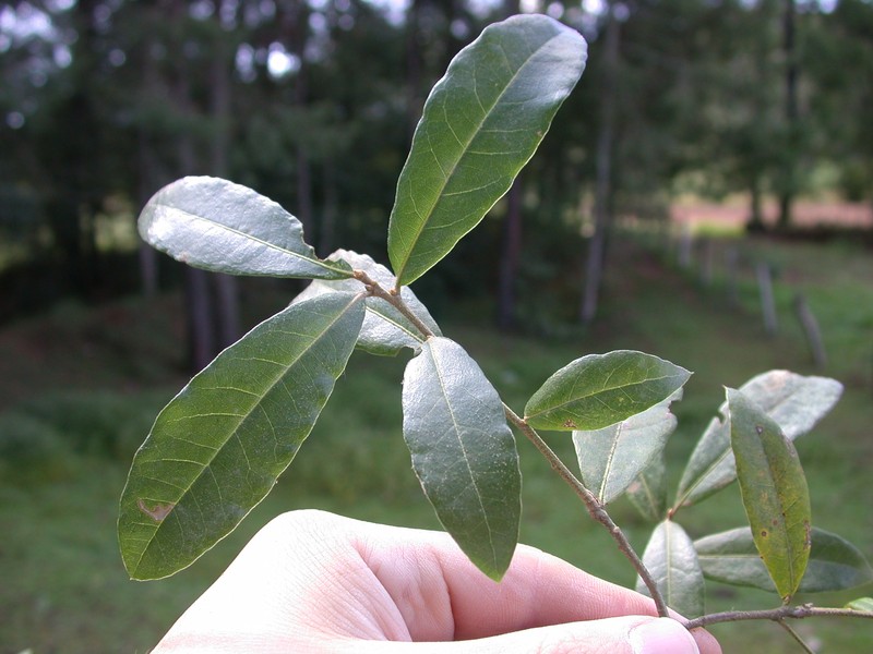 Quercus acherdophylla photo 7