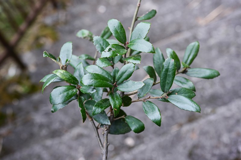 Quercus acrodonta