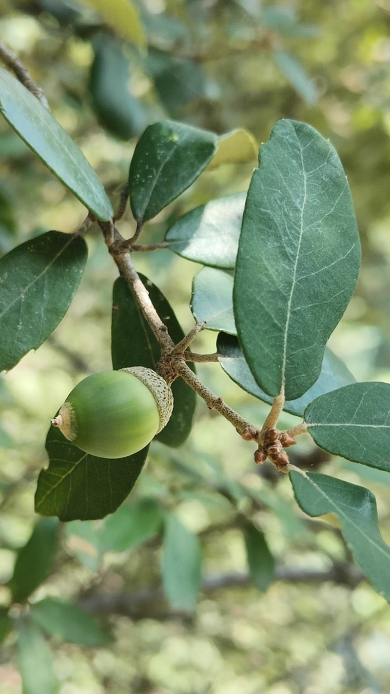 Quercus acrodonta photo 2