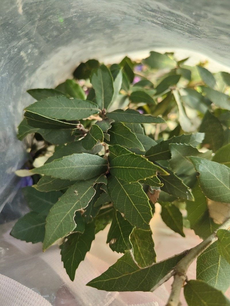 Quercus acrodonta photo 3