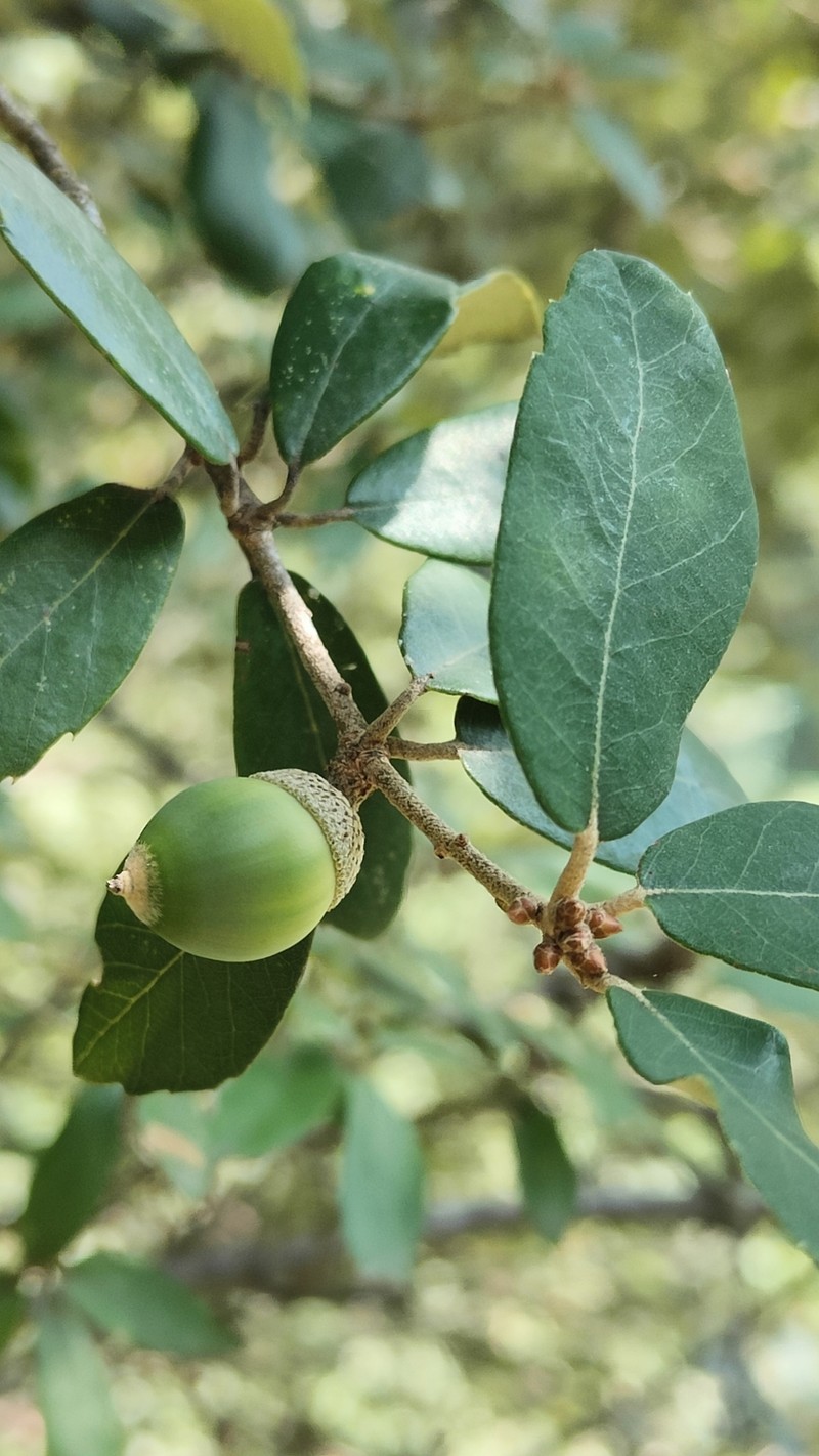 Quercus acrodonta photo 4