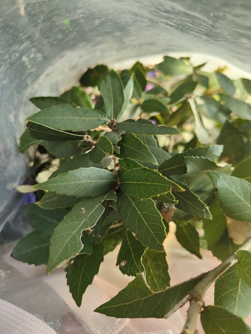 Quercus acrodonta photo 5
