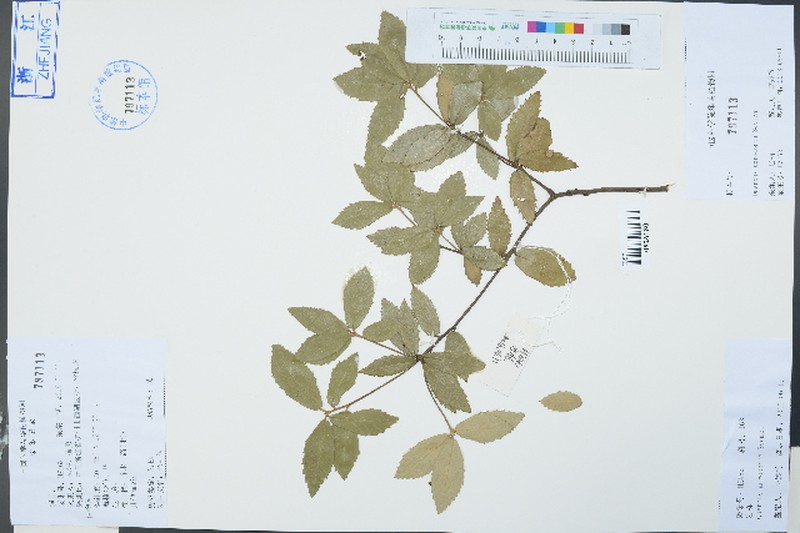 Quercus acrodonta photo 6