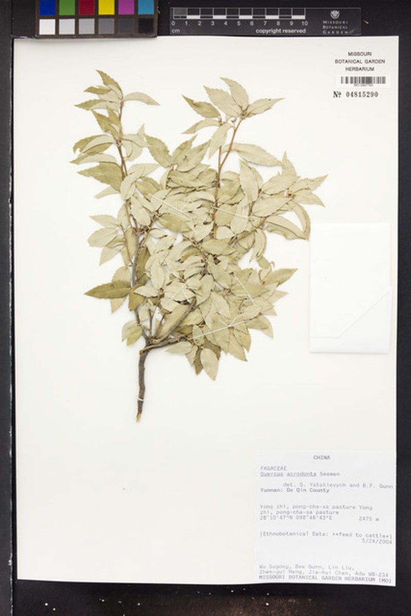 Quercus acrodonta photo 7