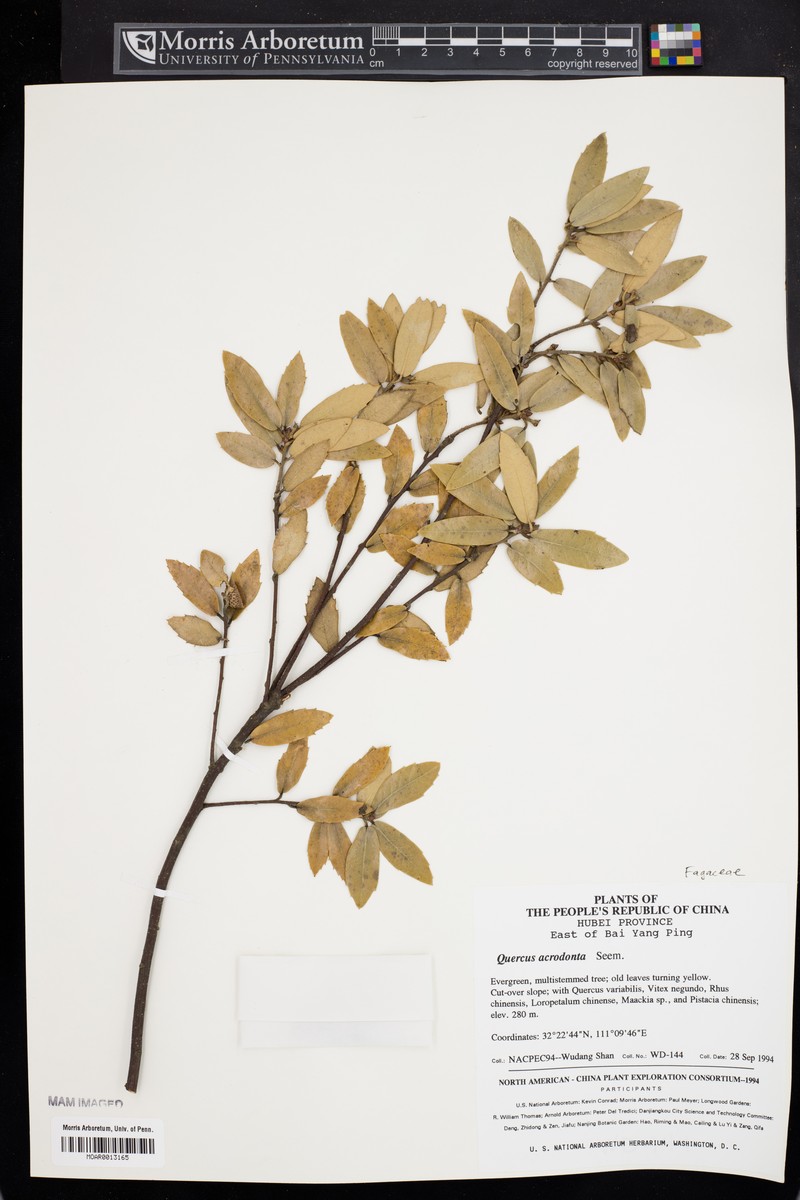 Quercus acrodonta photo 8
