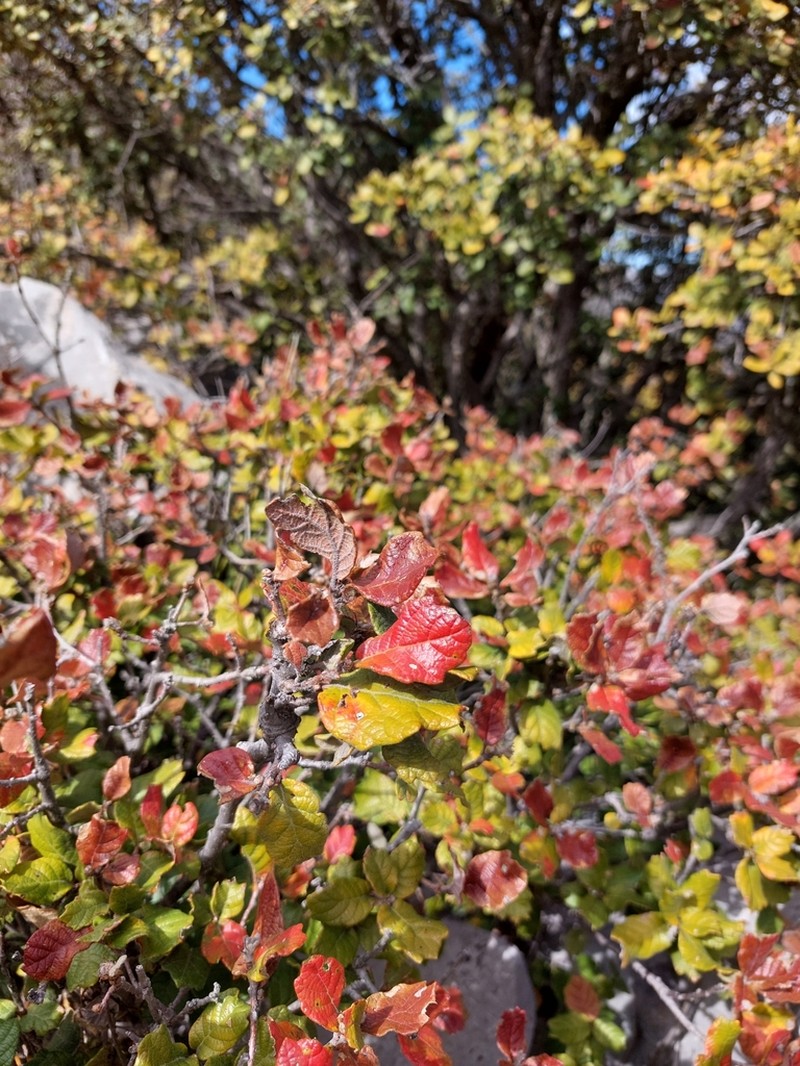 Quercus aculcingensis