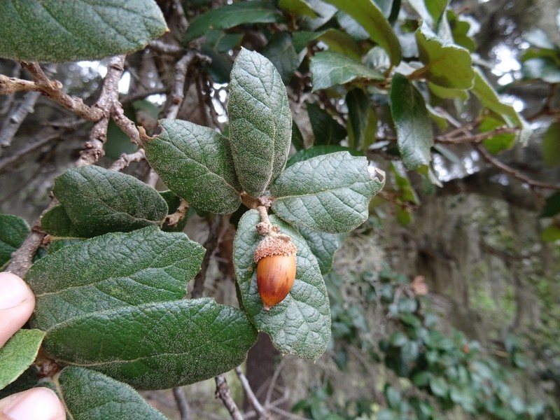 Quercus aculcingensis photo 2