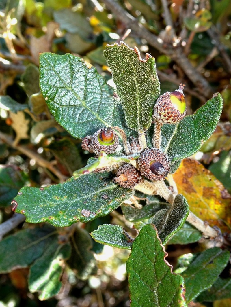 Quercus aculcingensis photo 3
