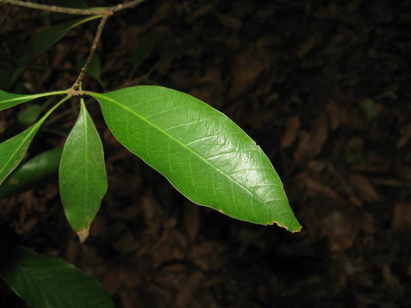 Quercus acuta photo 2