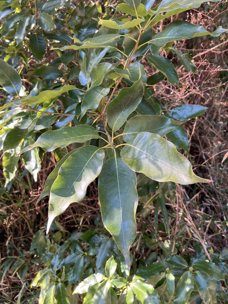 Quercus acuta photo 3