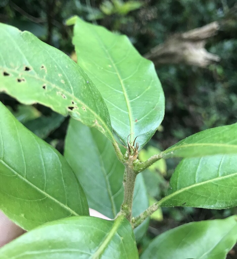 Quercus acuta photo 4