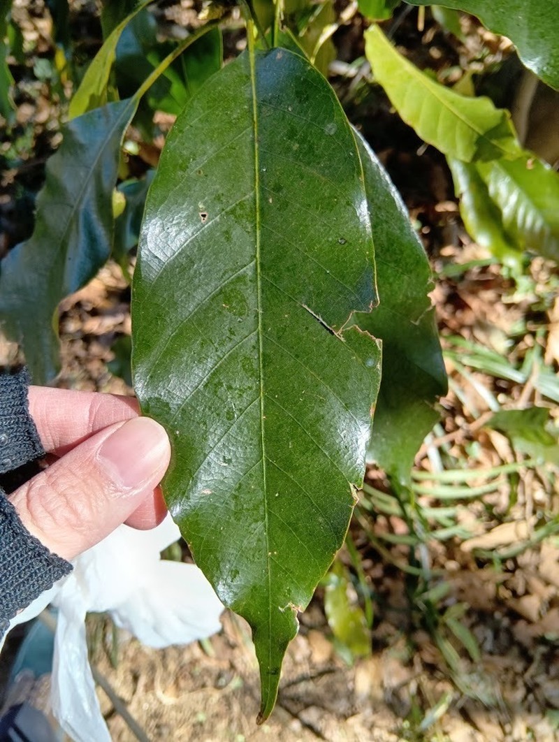 Quercus acuta photo 5