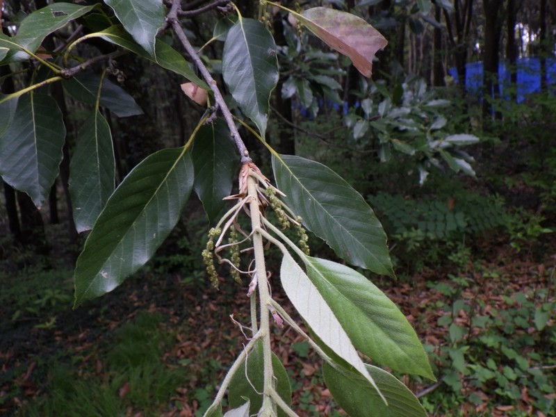 Quercus acuta photo 6