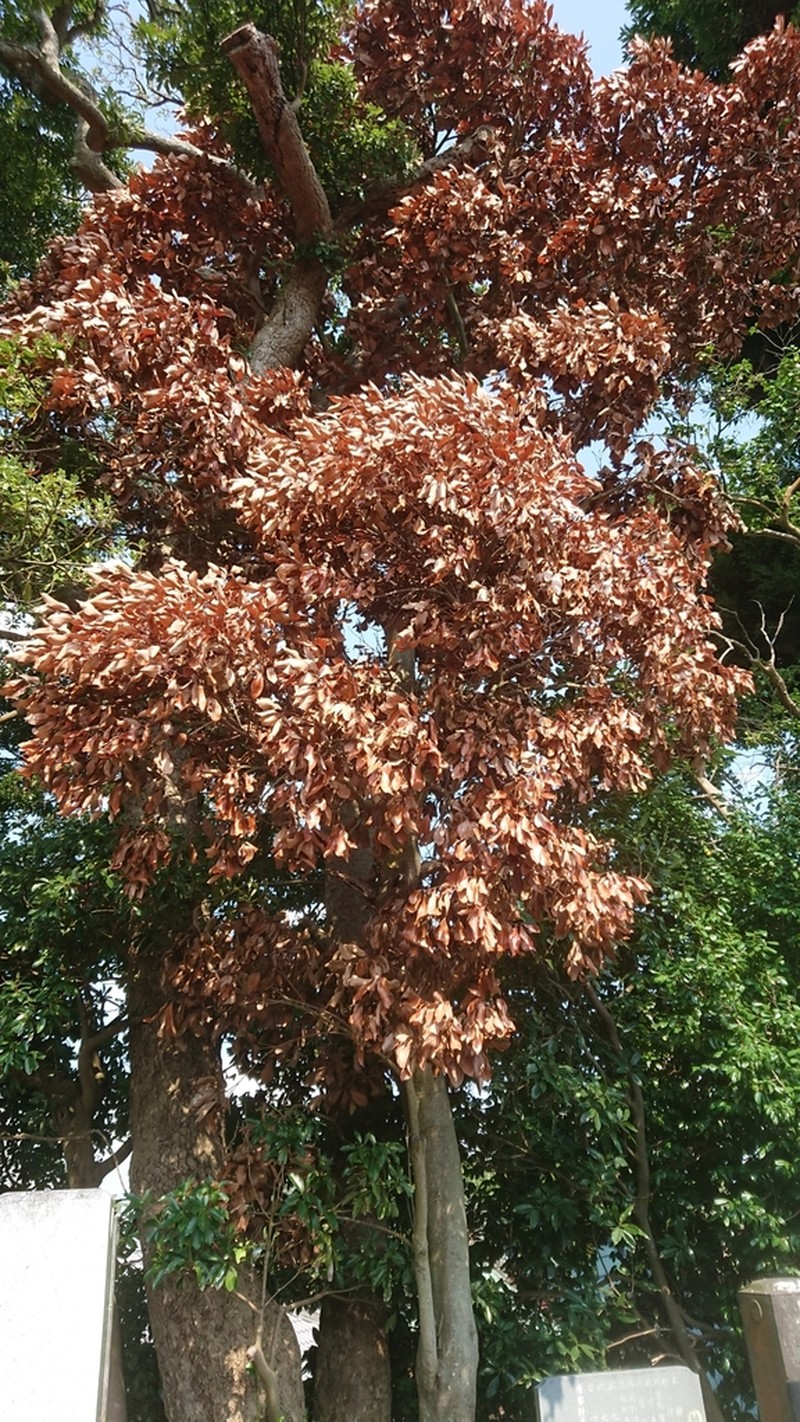 Quercus acuta photo 7