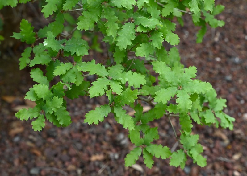 hybrid oak photo 2
