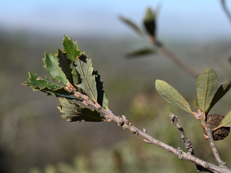 hybrid oak photo 4