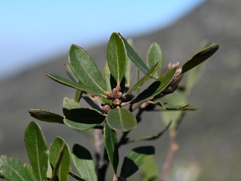 hybrid oak photo 5