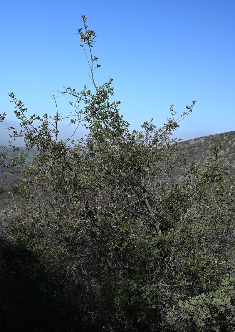 hybrid oak photo 6
